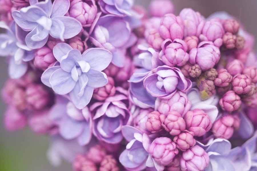 Fiori funerale: il servizio più rapido per il tuo omaggio floreale